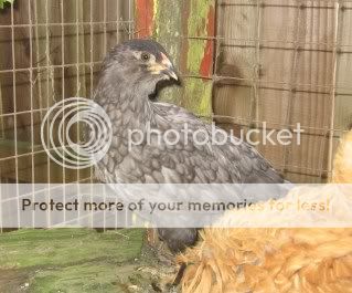blueamericanaroo041911.jpg