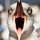 seagull.jpg