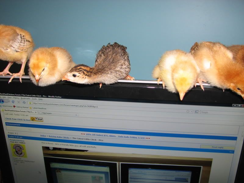 chicksguinea028.jpg
