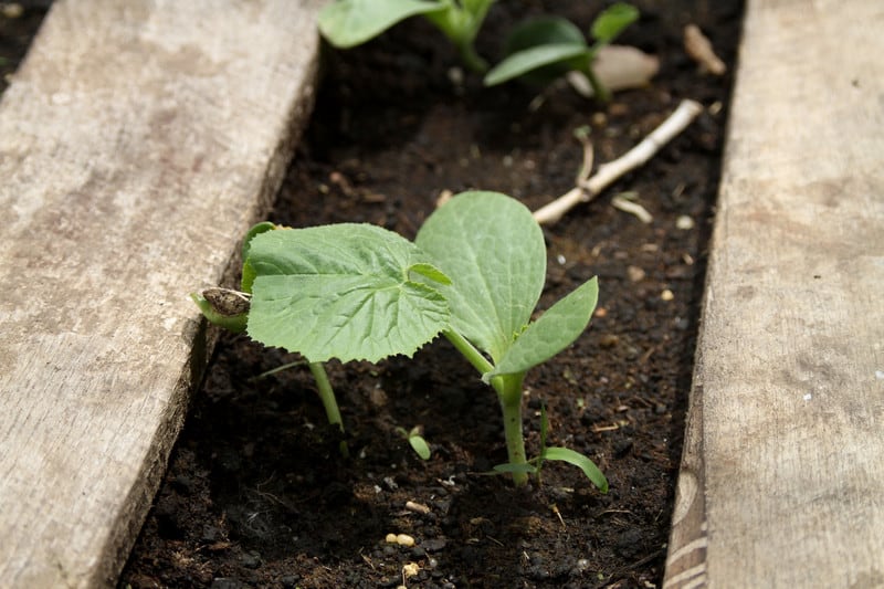 Seedling-Zucchini.jpg
