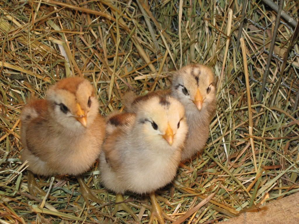 EEchicks.jpg