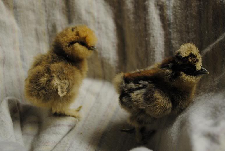 cjsilkie6.jpg