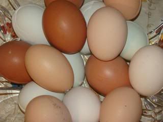 DSC03391-1.jpg