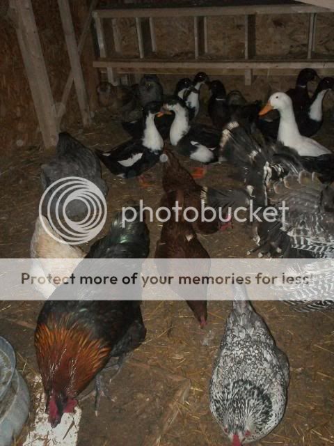 Zoes1stpics093.jpg