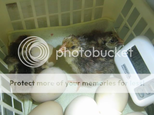 April2011168.jpg