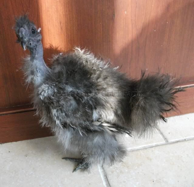sizzlesgpullet1.jpg
