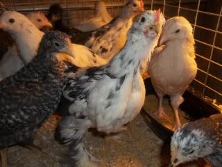 chicksDec005.jpg