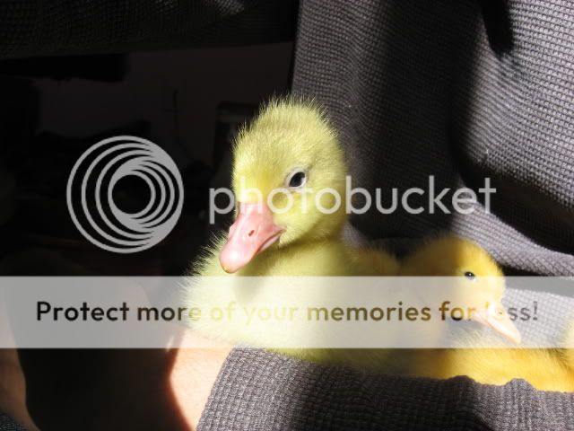 snuggleducks038.jpg