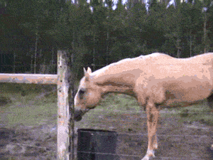 tumblr_mloneohFMs1s3kq5go1_400.gif