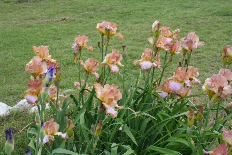 peach_irises-1.jpg