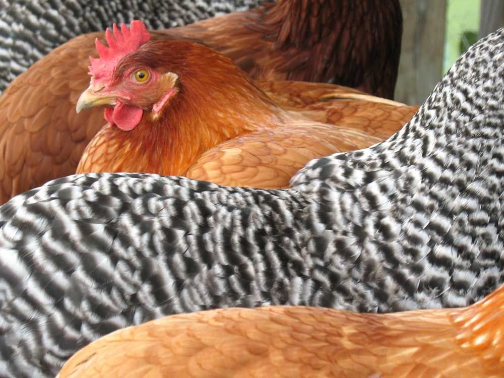Shades-of-Chicken.jpg