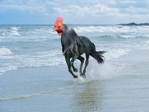 horsecock-58451.jpg