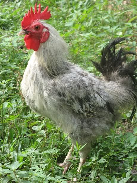 SilkiedRooster3.jpg