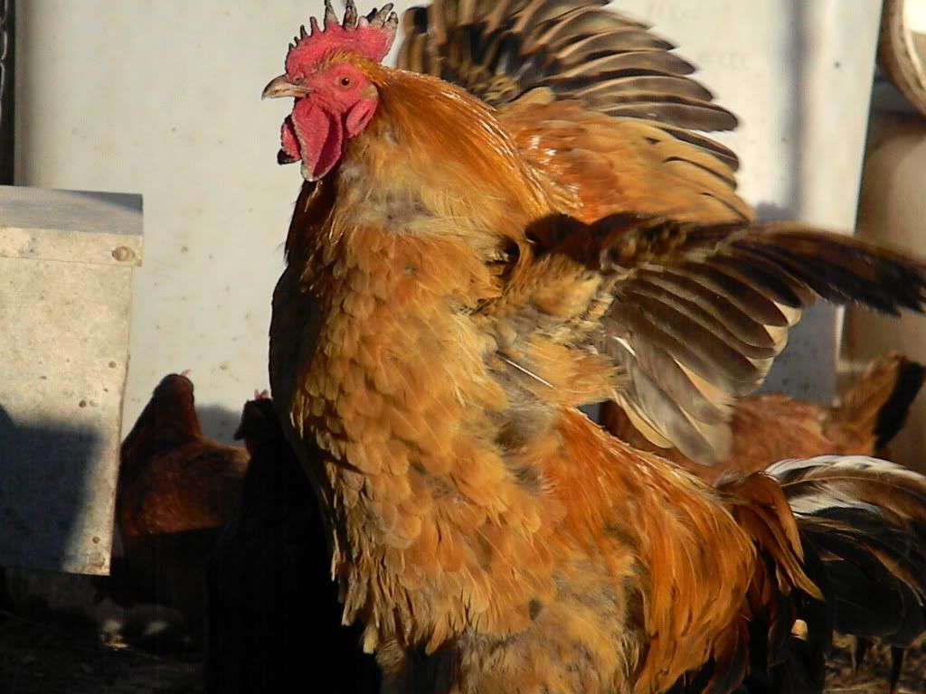 ChickPicks3545.jpg