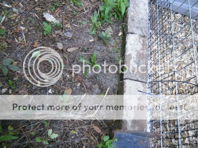 birds012.jpg