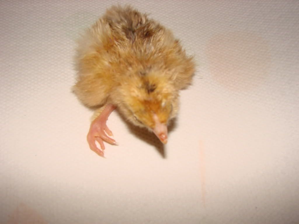 newchicksandhurtleg077.jpg