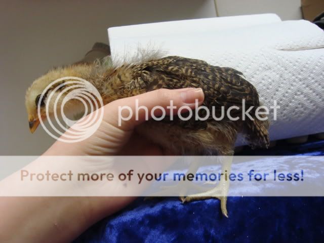 DSC01395.jpg