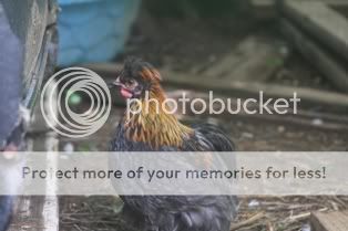 5262009chickens057.jpg