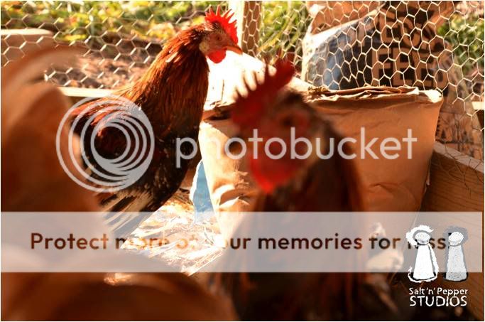 chickens644.jpg