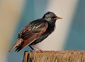 european_starling_glamour1.jpg