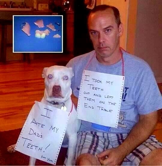 8.21.14-Best-Dog-Shaming-Photos2.jpg