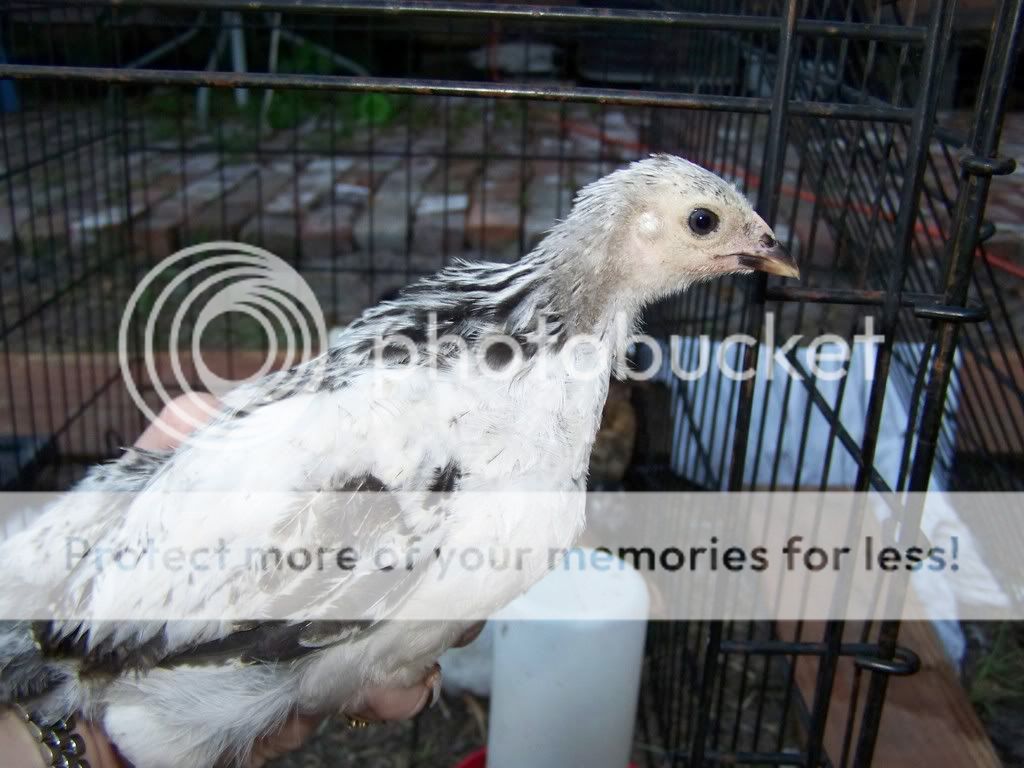 Chicksgettingolder028.jpg