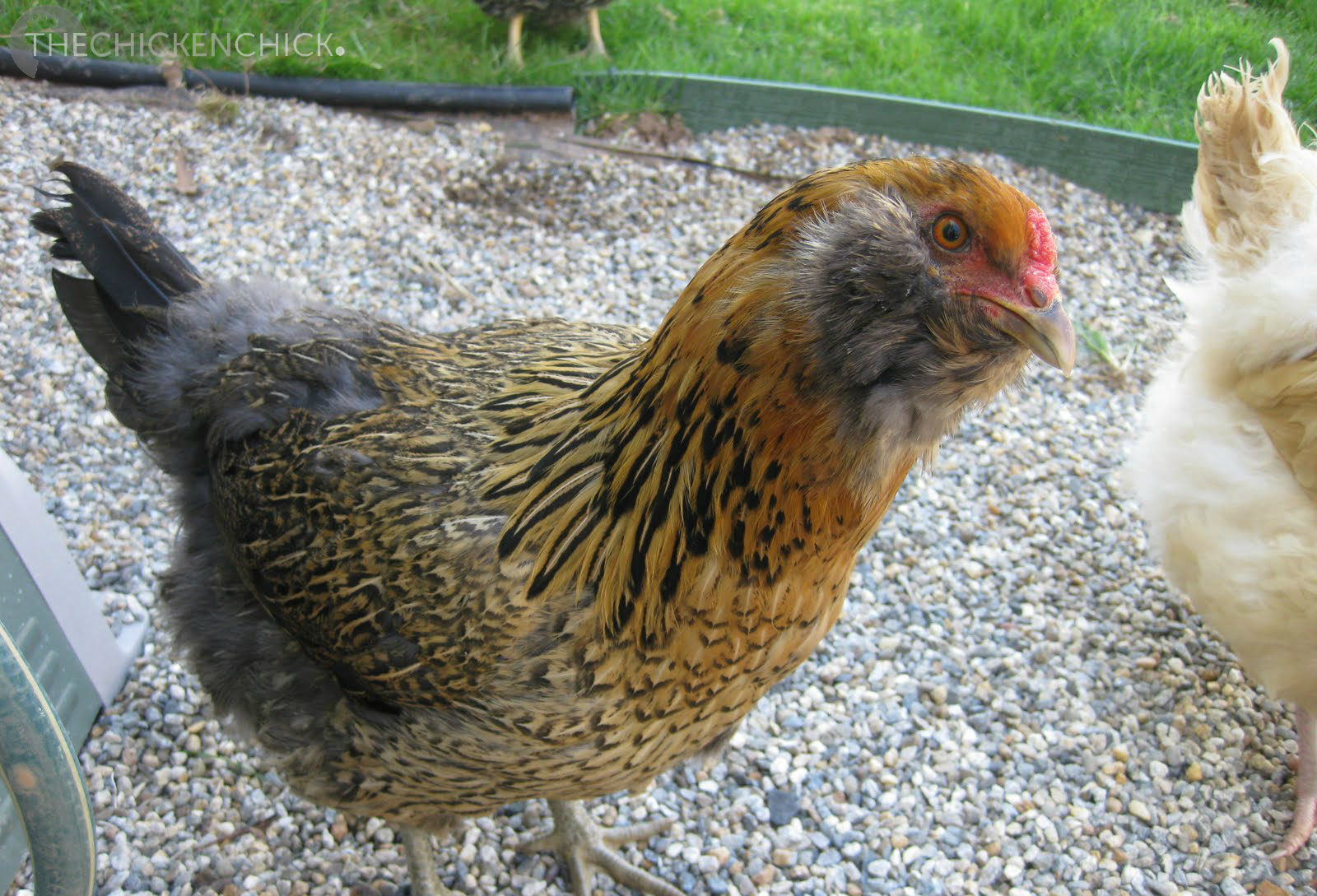 ameraucana1.png