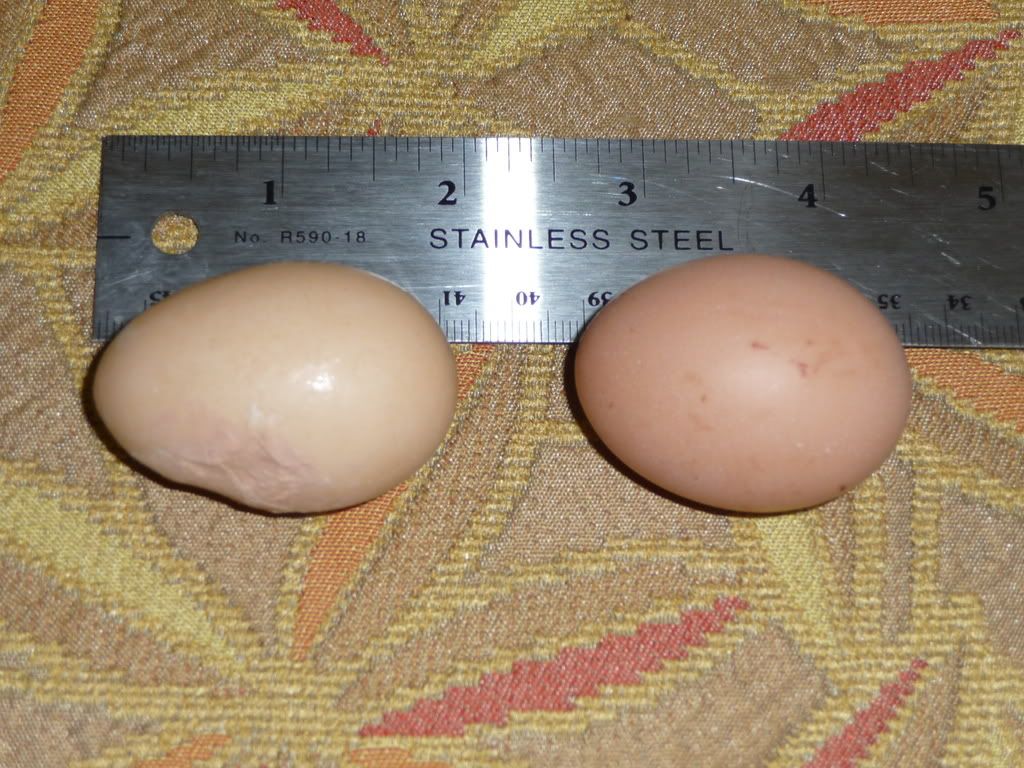 P1010163.jpg