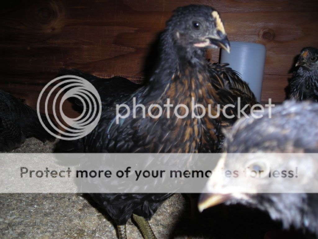 Picture001.jpg