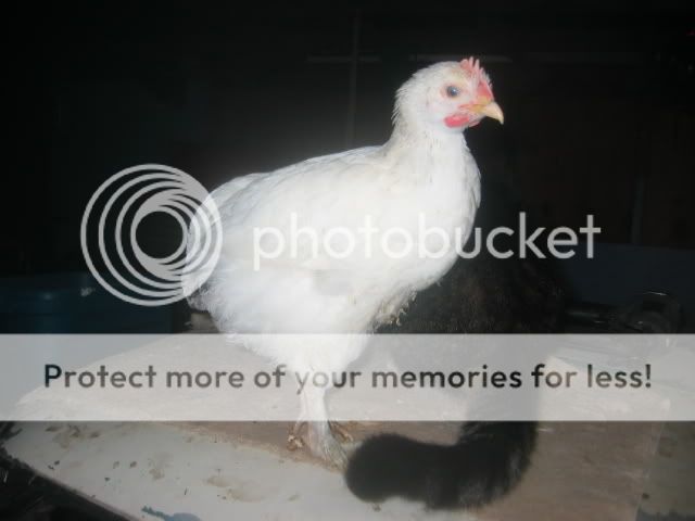 100_0012-1.jpg
