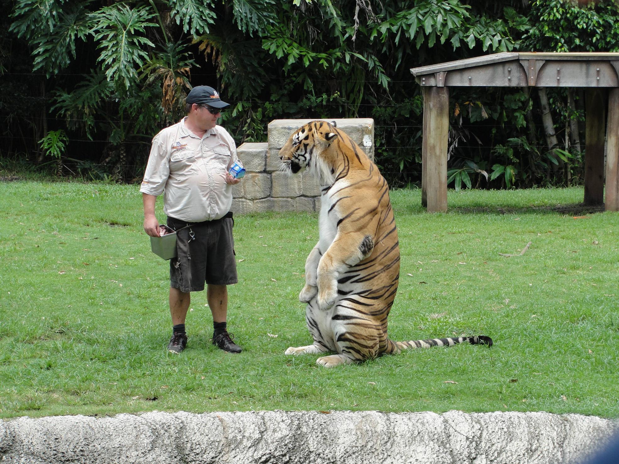 post-66145-Tiger-Standing-Next-to-His-Kee-dNTQ.jpeg