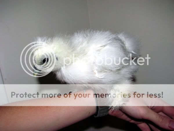 Bombyx.jpg