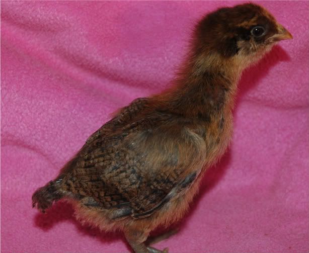 chicksLCpups003.jpg
