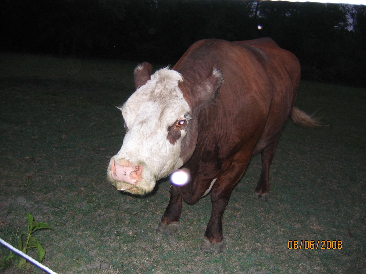 900x900px-LL-bb4f44c8_Virginia2008163.jpeg