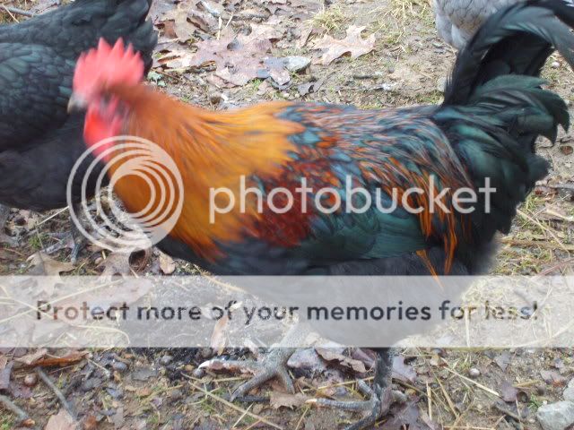 1-21-10flock025.jpg