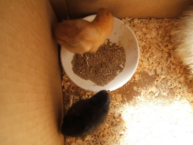 chickens027.jpg