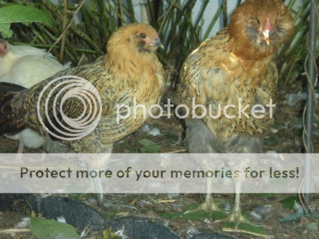 redroosters006.jpg