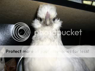 CIMG0075.jpg