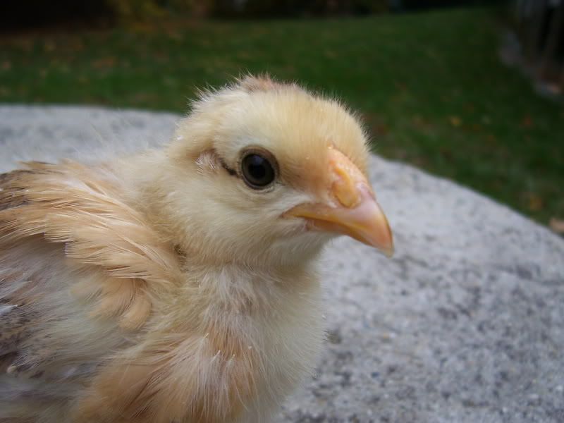 chicks11-20-07011.jpg
