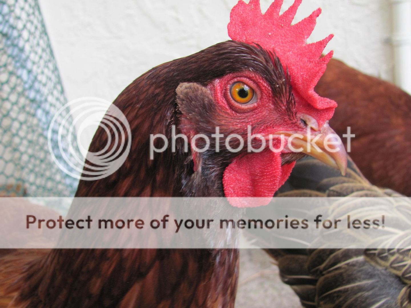 Chickenupdate037.jpg