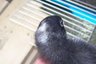 barredrockpullet22weeksold.jpg