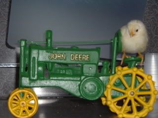 chickens039.jpg