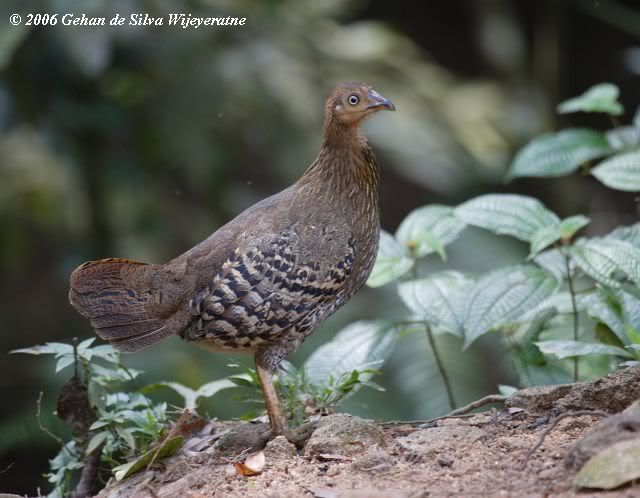 ceylon_junglefowl_f_060222_sinharaj.jpg