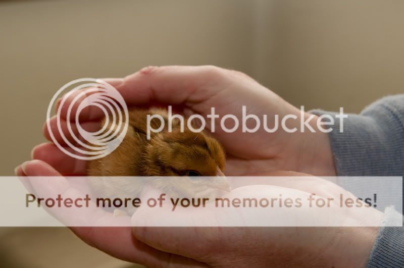 0806babychick002-3.jpg