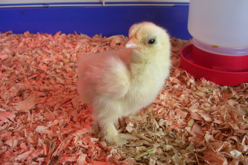 cochinfrizzle3.jpg