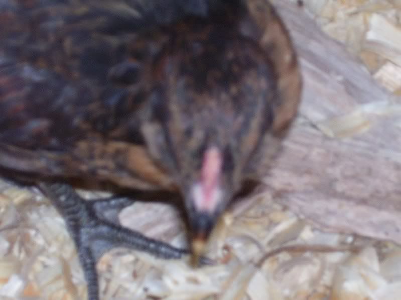 chicks55weeks011.jpg
