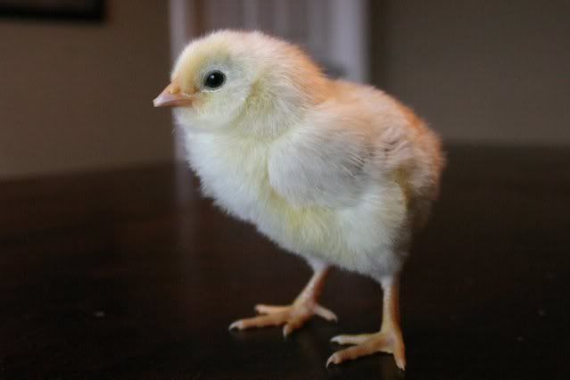 chick6.jpg