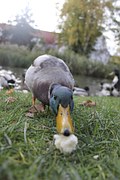 duck-766197__180.jpg