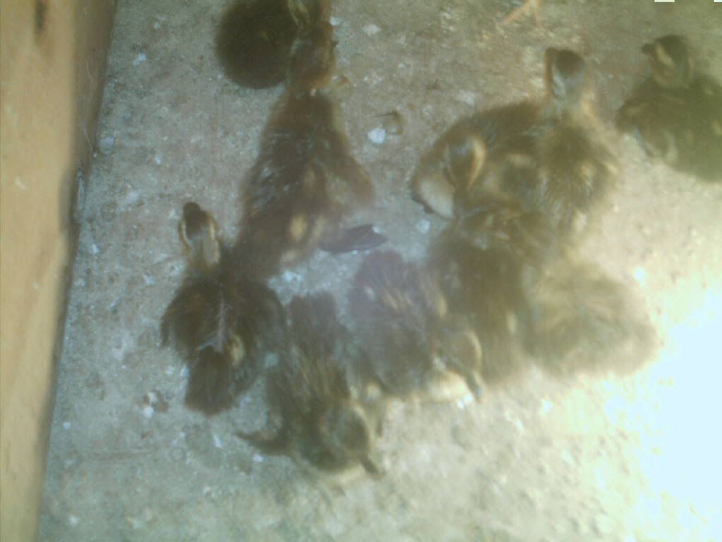 1dayoldrouenducks.jpg