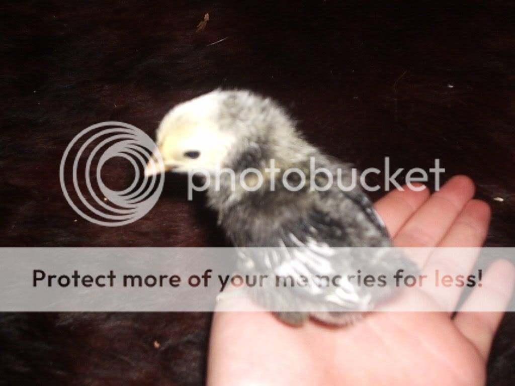 MyPictures073.jpg